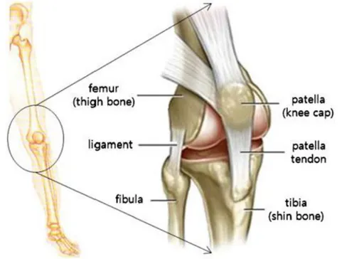 Gambar 1.1. Anatomi sendi lutut normal (Jun, 2011) 