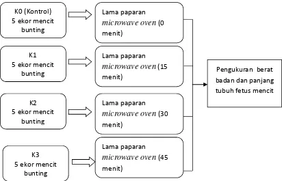 Gambar 2. Kerangka konsep mengenai pengaruh radiasi microwave oven terhadap berat badan danpanjang tubuh fetus mencit (Mus musculus L.)