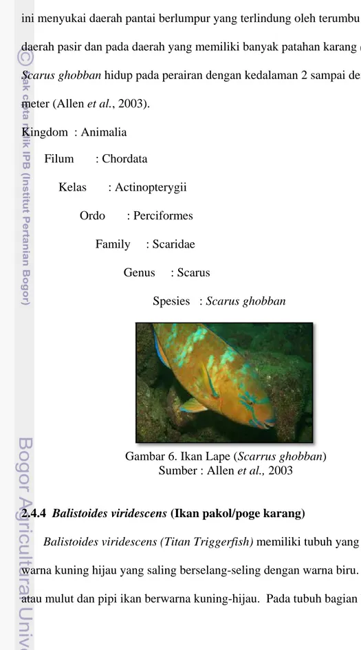 Gambar 6. Ikan Lape (Scarrus ghobban)  Sumber : Allen et al., 2003 