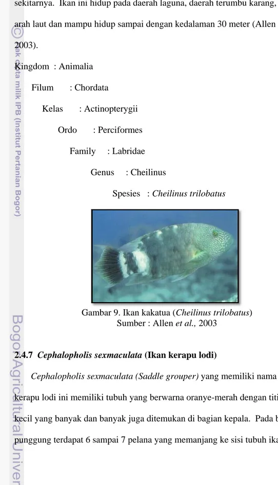Gambar 9. Ikan kakatua (Cheilinus trilobatus)  Sumber : Allen et al., 2003 