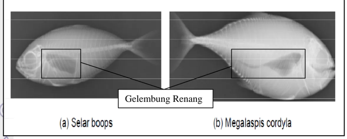Gambar 11. Penampang Lateral Ikan Selar boops dan Ikan Megalaspis dengan  menggunakan X-Ray (Sumber : Sunardi, et  al., 2008) 