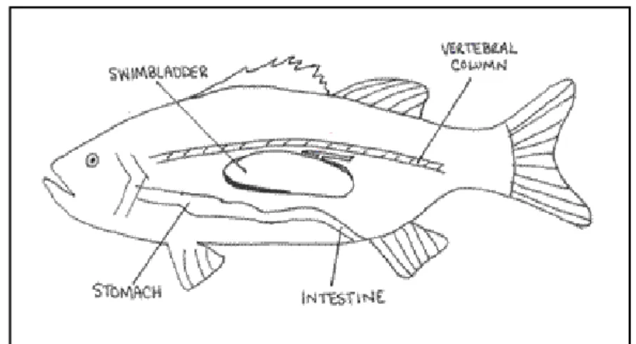 Gambar 3. Ikan dengan Gelembung Renang Terbuka  (Sumber : Pough et al., 1999 in www.bio.davidson.edu) 