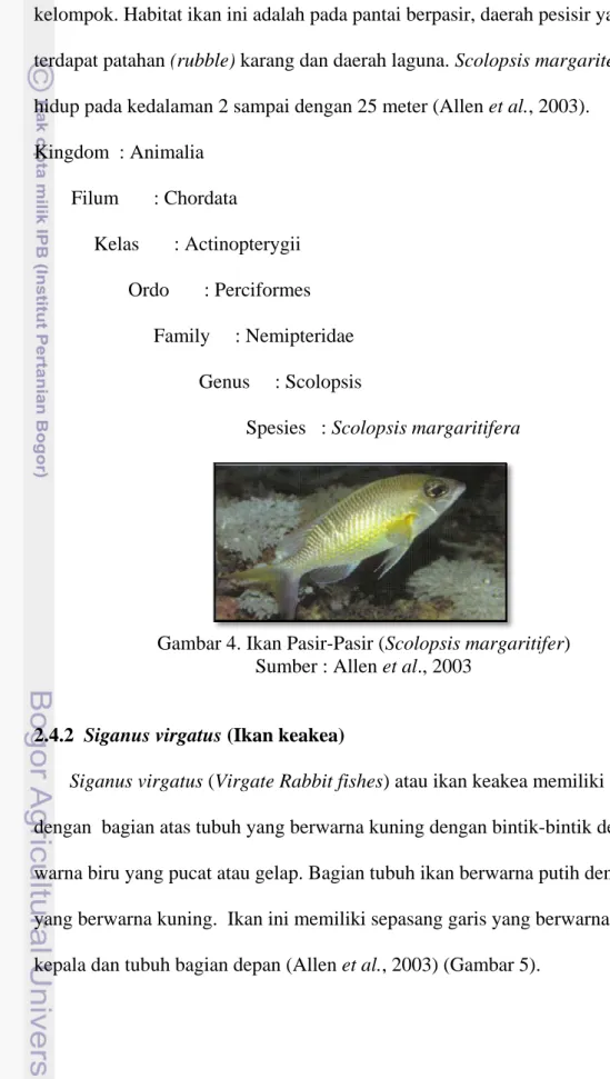 Gambar 4. Ikan Pasir-Pasir (Scolopsis margaritifer)  Sumber : Allen et al., 2003 