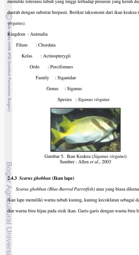 Gambar 5.  Ikan Keakea (Siganus virgatus)  Sumber : Allen et al., 2003 