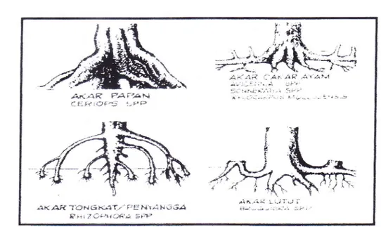 Gambar  2.  Bentuk-bentuk  Akar  Pohon  Mangrove  (Bengen,  1999).