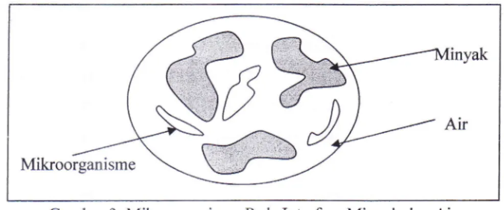 Gambar  3.  Mikroorganisme  ffi Pada  Interfase Minyak  dan  Air