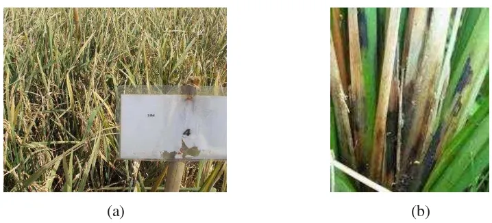 Gambar 1. Penyakit yang menyerang tanaman padi (a) Serangan hawar daun bakteri dan (b) serangan busuk batang