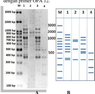 Gambar 2. A. Hasil amplifikasi DNA dengan  primer  OPA  12.  B.  Zimogram  hasil  amplifikasi  DNA  dengan  primer  OPA  12
