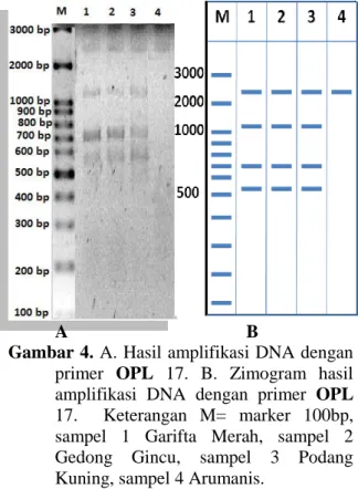 Gambar 4. A. Hasil amplifikasi DNA dengan  primer  OPL  17.  B.  Zimogram  hasil  amplifikasi  DNA  dengan  primer  OPL  17