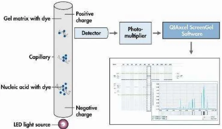 Gambar 3  Proses pemisahan DNA sampel pada elektroforesis menggunakan sistem QIAxcel (Qiagen 2011) 