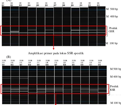 Gambar 4 Elektropherogram QIAxcel (atas) pita-pita SSR pada primer spesifik (atas) lokus mEgCIR3519 dan primer tidak spesifik (bawah) lokus mEgCIR0905 a dan b pada beberapa individu plasma nutfah kelapa sawit asal Angola