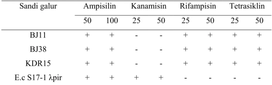 Tabel 1 Pertumbuhan galur B. japonicum dan E. coli pada media agar yang  mengandung antibiotik  