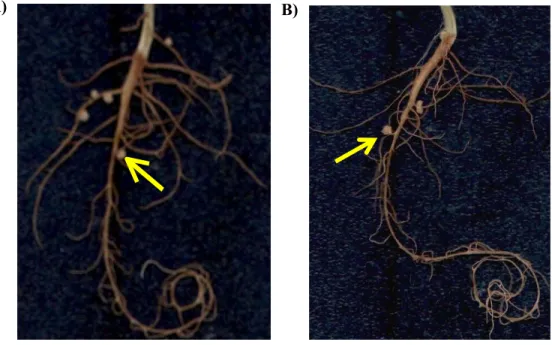Gambar 5 A) Bintil akar tanaman siratro yang terbentuk inokulasi dengan B. 
