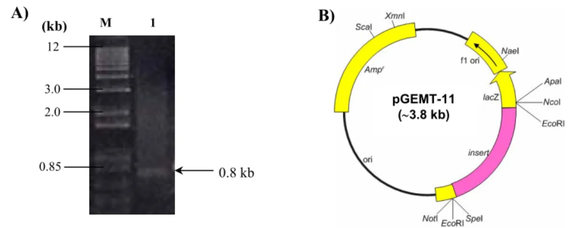 Gambar 6 A) Elektroforesis gel agarosa DNA genom pengapit transposon yang  berhasil diamplifikasi dengan inverse PCR dari genom mutan B