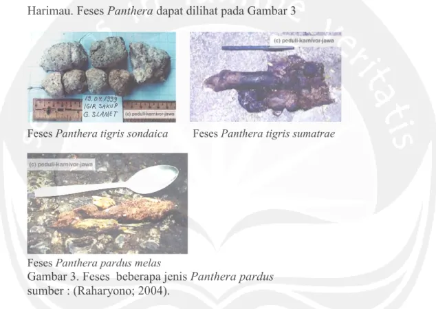 Gambar 3. Feses  beberapa jenis Panthera pardus   sumber : (Raharyono; 2004). 