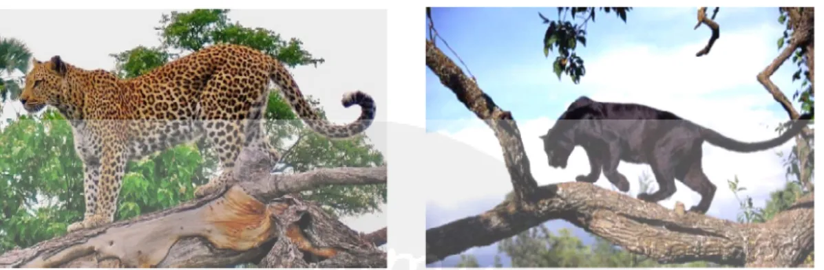 Gambar 2. morfologi Macan Tutul jawa/ java leopard (Panthera pardus melas) Sumber: (www