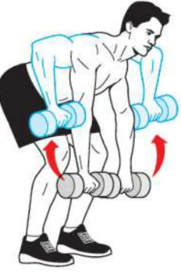 Gambar 2.8 : Bent-Over Dumbbell Row  2.  One-Arm Dumbbell Row – 3 sets (15, 8, 6 kali) 