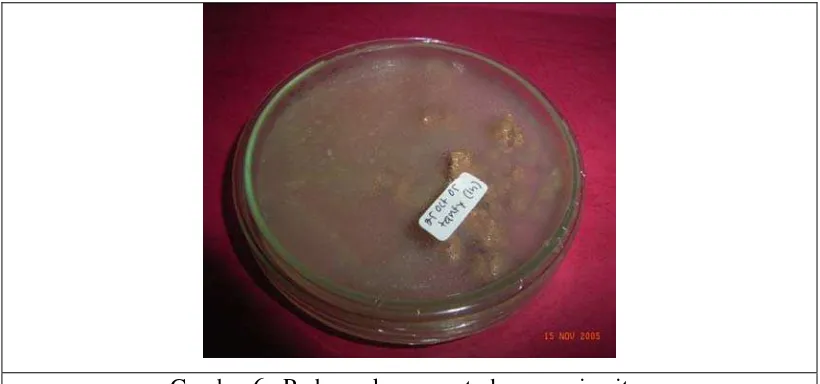 Gambar 6.  Perbanyakan nematoda secara in vitro 