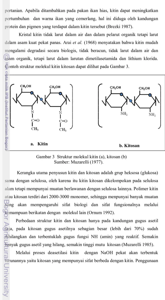 Gambar 3  Struktur molekul kitin (a), kitosan (b)                                   Sumber: Muzarelli (1977)