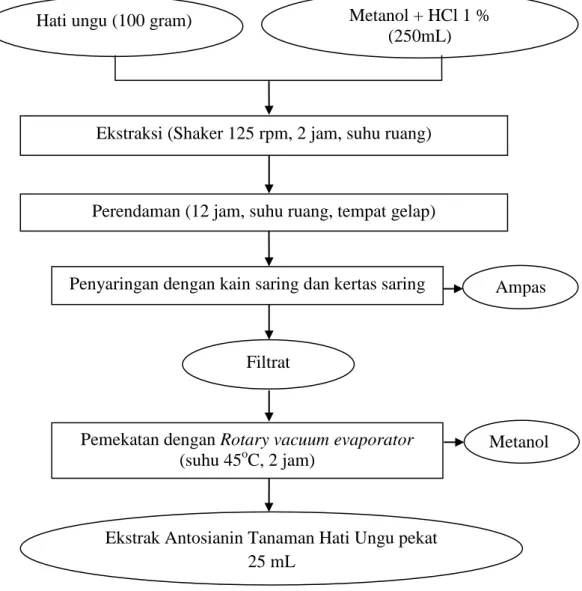 Gambar 9.  Diagram alir proses ekstraksi pigmen antosianin hati ungu  Sumber :  Metode Gao dan Mazza (1996)
