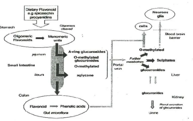 gambaran metabolisme flavonoid dalam tubuh. 