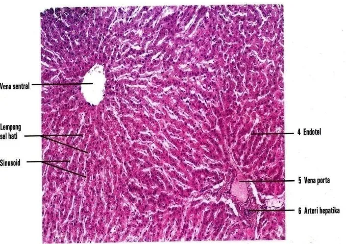 Gambar 9.  Gambaran mikroskopik dengan perbesaran 30x hati manusia        (Eroschenko, 2010) 
