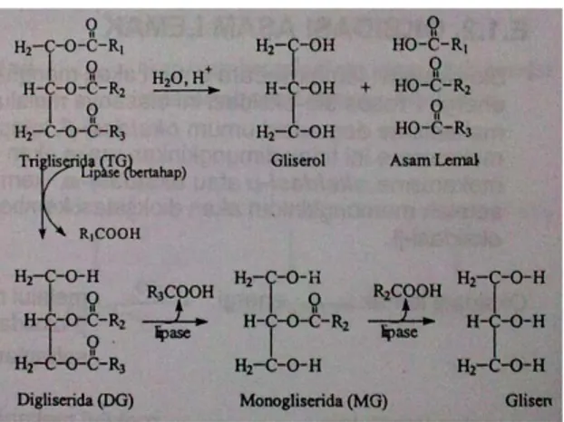Gambar 2. Mekanisme reaksi hidrolisis trigliserida (Hudiyono, 2009)  Menurut Freidfelder (1987), pada umumnya reaksi hidrolisis berlangsung  ketika garam dari basa lemah atau garam dari asam lemah dilarutkan ke dalam  air