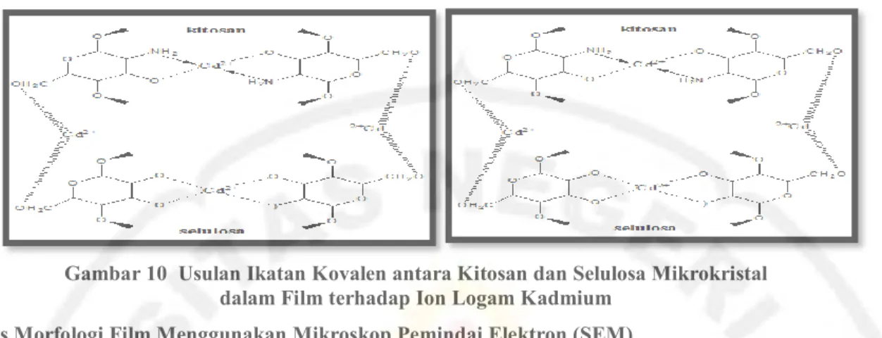Gambar 10  Usulan Ikatan Kovalen antara Kitosan dan Selulosa Mikrokristal  dalam Film terhadap Ion Logam Kadmium 