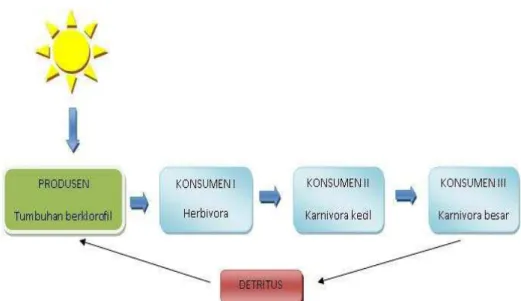 Gambar  2.  2  Model  sederhana  tentang  siklus  materi  dan  arus  energi  dalam ekosistem