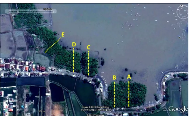 Gambar  1.  Lokasi  transek  untuk  analisis  vegetasi.  A,  B,  C,  D  dan  E      di  area  vegetasi  mangrove di sebelah kiri Jembatan Suramadu sisi Surabaya