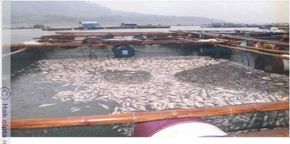 Gambar 3.  Kematian massal ikan di KJA (Sumber : Garno , 2004) 