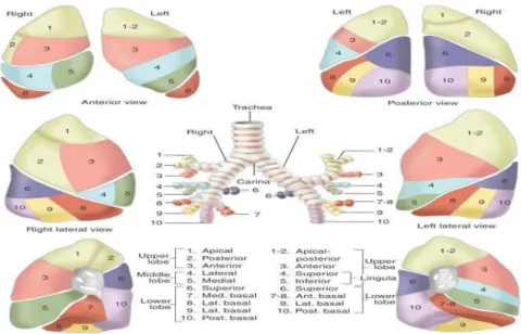 Gambar 2.1 Anatomi Organ Paru (Sumber: Frank H. Netter, 2006) 2.2.3  Fisiologi Pernafasan 