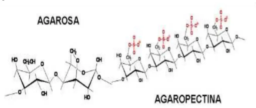 Gambar 2.5. Struktur Kimia Agarosa dan Agaropektin  Sumber: Ramadhan (2011) 