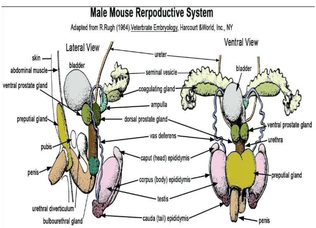 Gambar 6. Sistem Reproduksi Tikus Jantan (Ventral) (Rugh, 1967) 