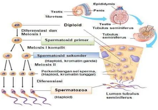 Gambar 8. Proses spermatogenesis Manusia (Junquiera dan Carneiro, 2007) 