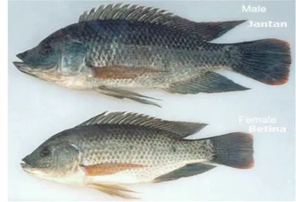 Gambar 2 Ikan nila jantan dan ikan nila betina  (Suyanto 2003) 