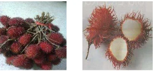 Gambar 1. Buah Rambutan (Nephelium lappaceum L.)  