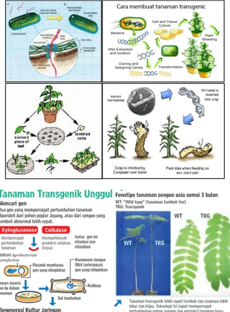 Gambar 1. Ilustrasi umum pembuatan tanaman transgenik 