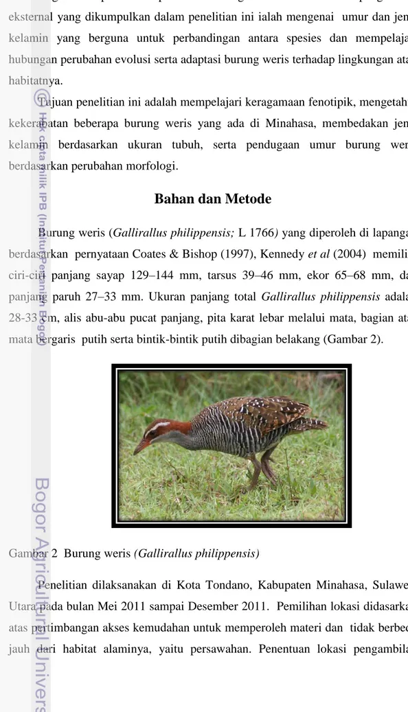 Gambar 2  Burung weris (Gallirallus philippensis) 