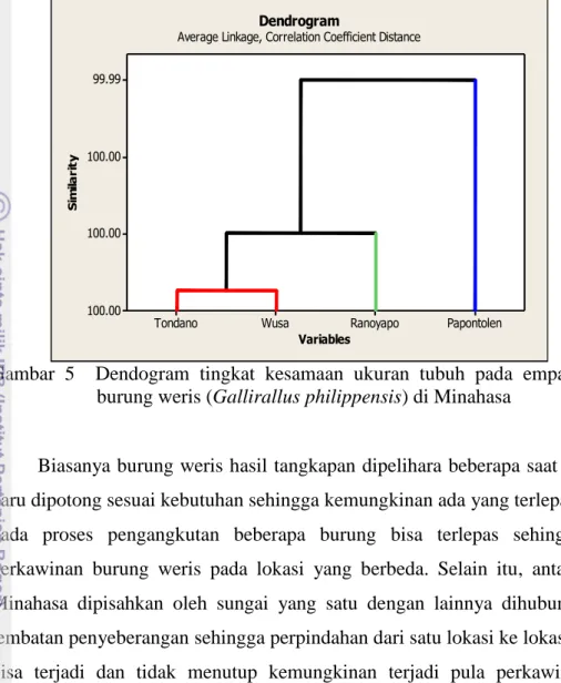 Gambar  5    Dendogram  tingkat  kesamaan  ukuran  tubuh  pada  empat  populasi  burung weris (Gallirallus philippensis) di Minahasa 