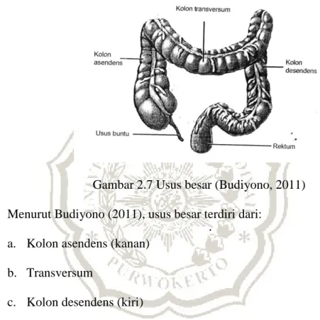 Gambar 2.7 Usus besar (Budiyono, 2011)  Menurut Budiyono (2011), usus besar terdiri dari: 
