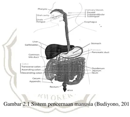 Gambar 2.1 Sistem pencernaan manusia (Budiyono, 2011)  1.  Mulut  