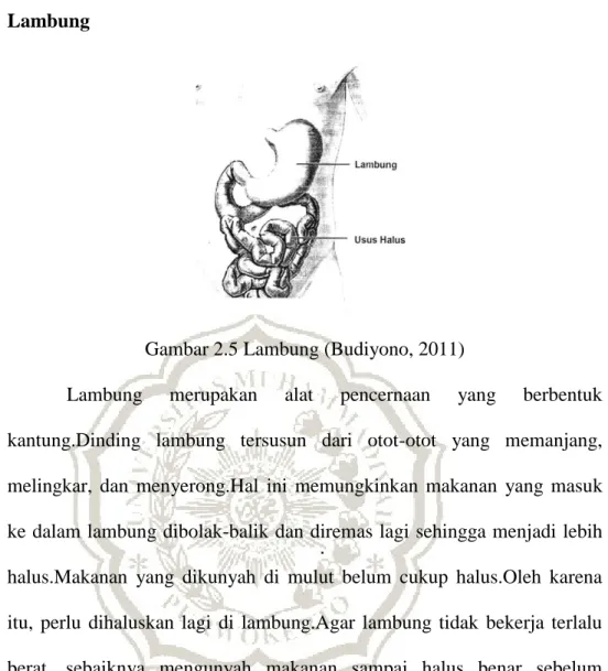 Gambar 2.5 Lambung (Budiyono, 2011) 