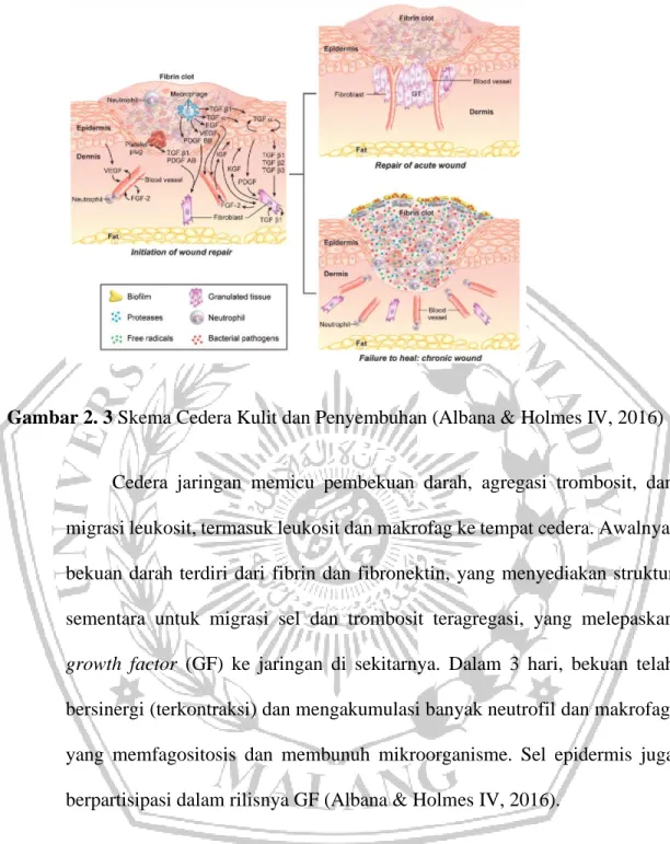 Gambar 2. 3 Skema Cedera Kulit dan Penyembuhan (Albana &amp; Holmes IV, 2016) 