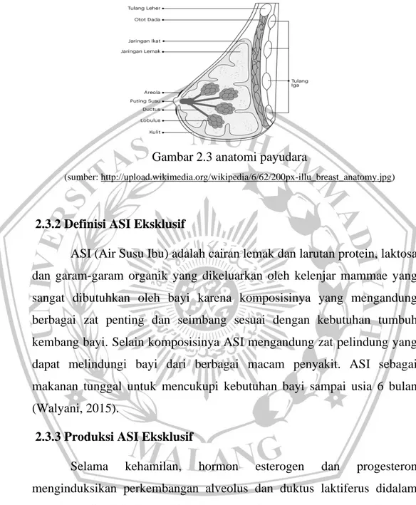 Gambar 2.3 anatomi payudara  