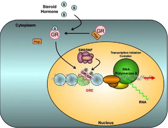 Fig. 1. Hormone signaling through the glucocorticoid receptor (GR). Glucocorticoid receptor  (GR), like progesterone receptor (PR), estrogen receptor (ER), and androgen receptor (AR),  responds to hormone by shedding heat shock protein, homodimerizing, and
