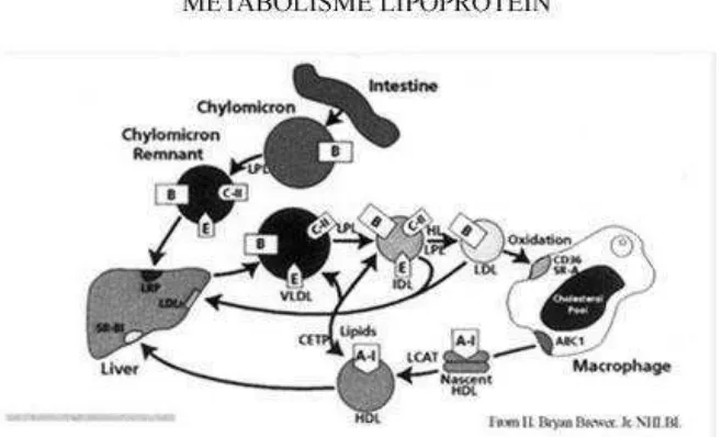 Gambar 2.1. Jalur metabolisme lipoprotein (Peter, 2003) 