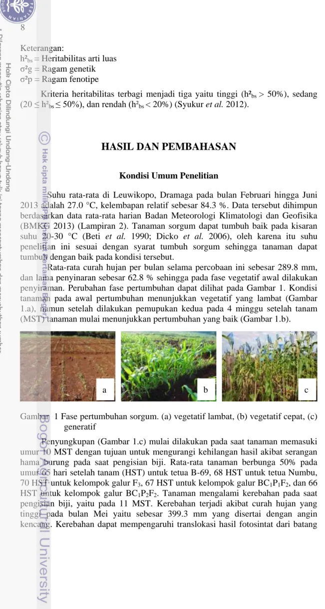 Gambar  1 Fase pertumbuhan sorgum. (a) vegetatif lambat, (b) vegetatif cepat, (c)  generatif 