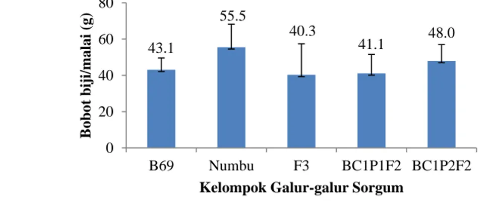 Gambar 8 Keragaan karakter bobot biji/malai galur-galur sorgum 