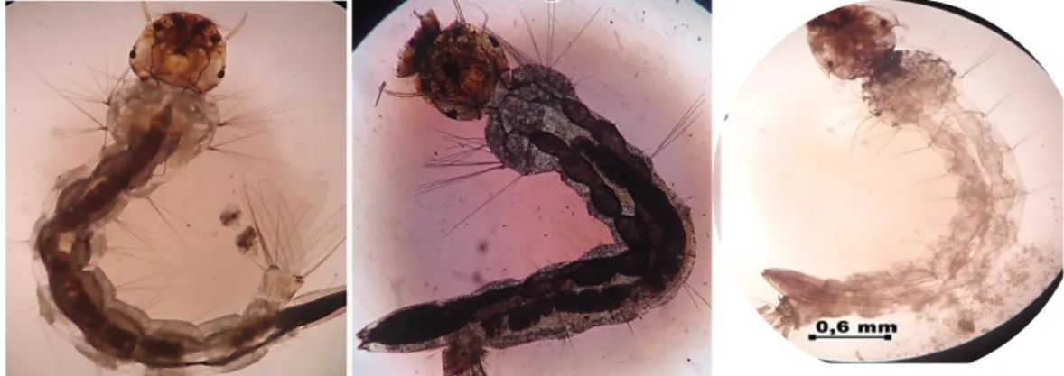 Gambar  1.  Perbandingan  larva  nyamuk  Aedes  aegypti  L.  tanpa  perlakuan  dan  sesudah perlakuan